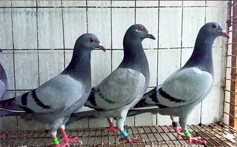 風(fēng)雨無阻 小鴿子戰(zhàn)天險電子足環(huán)為其保駕護航